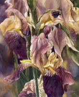 /album/alfred-ng1/alfred-ng-dream-of-the-iris-alfred-ng-jpg1/